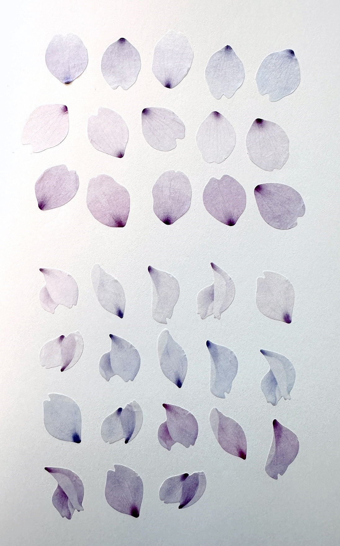 Bande - assorted petal masking sticker roll SAMPLES