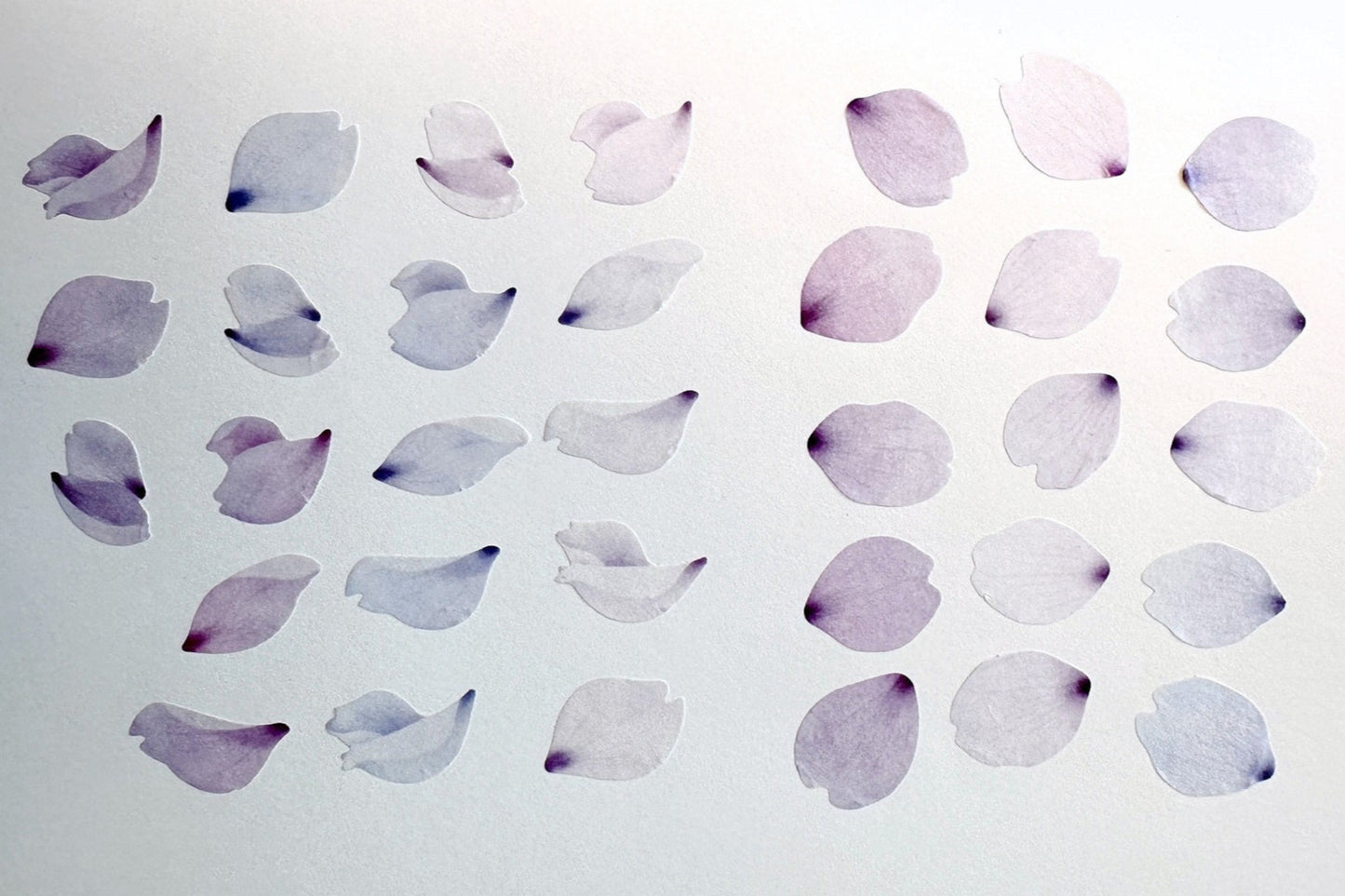Bande - assorted petal masking sticker roll SAMPLES