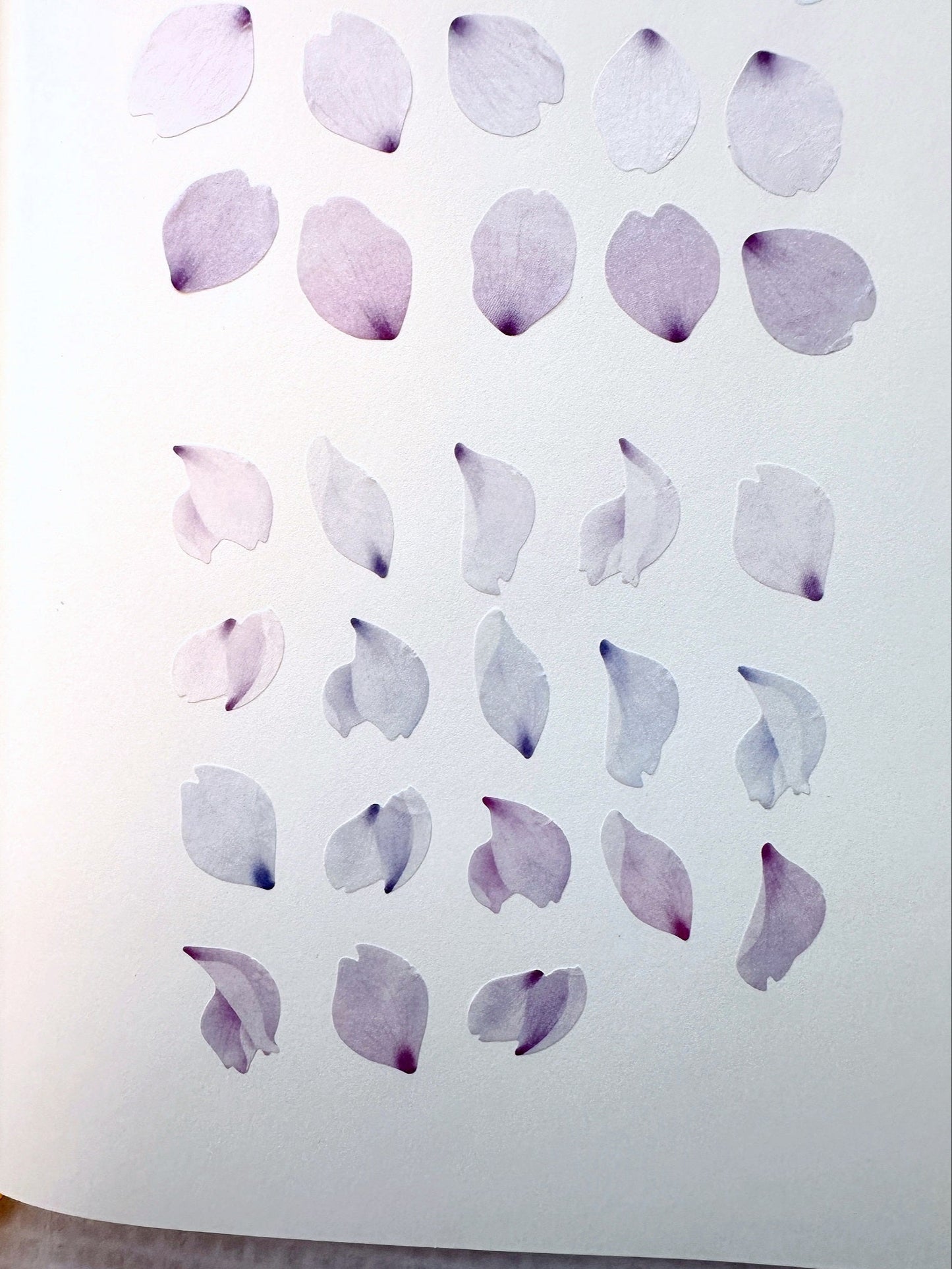 Bande - assorted petal masking sticker roll SAMPLES