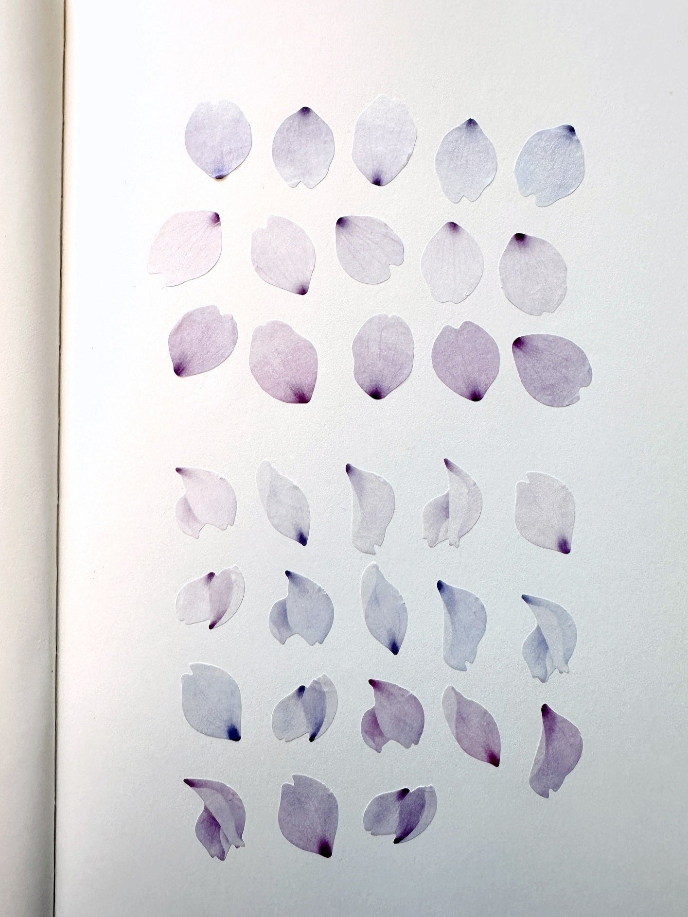 Bande - assorted petal masking sticker roll SAMPLES