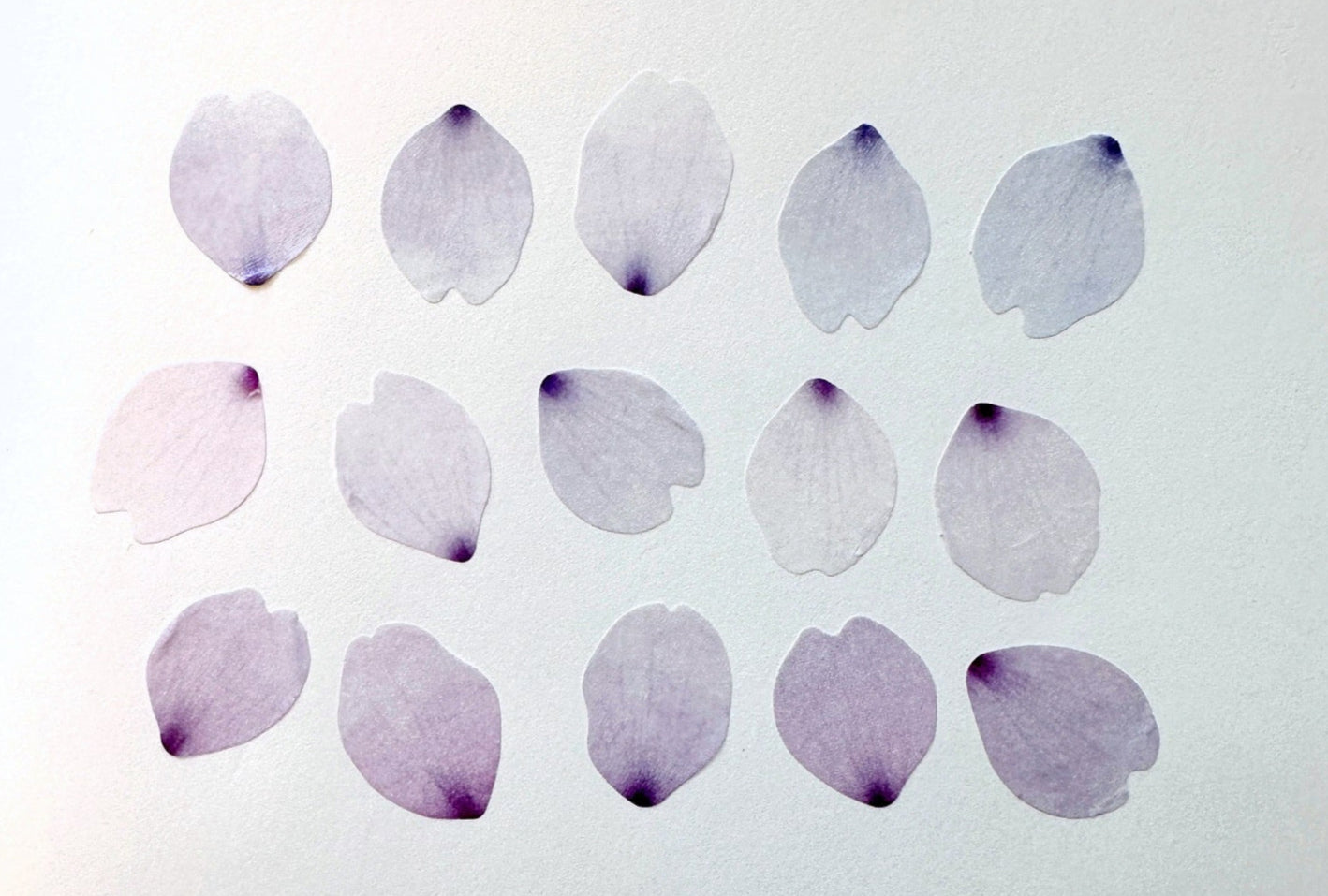 Bande - assorted petal masking sticker roll SAMPLES