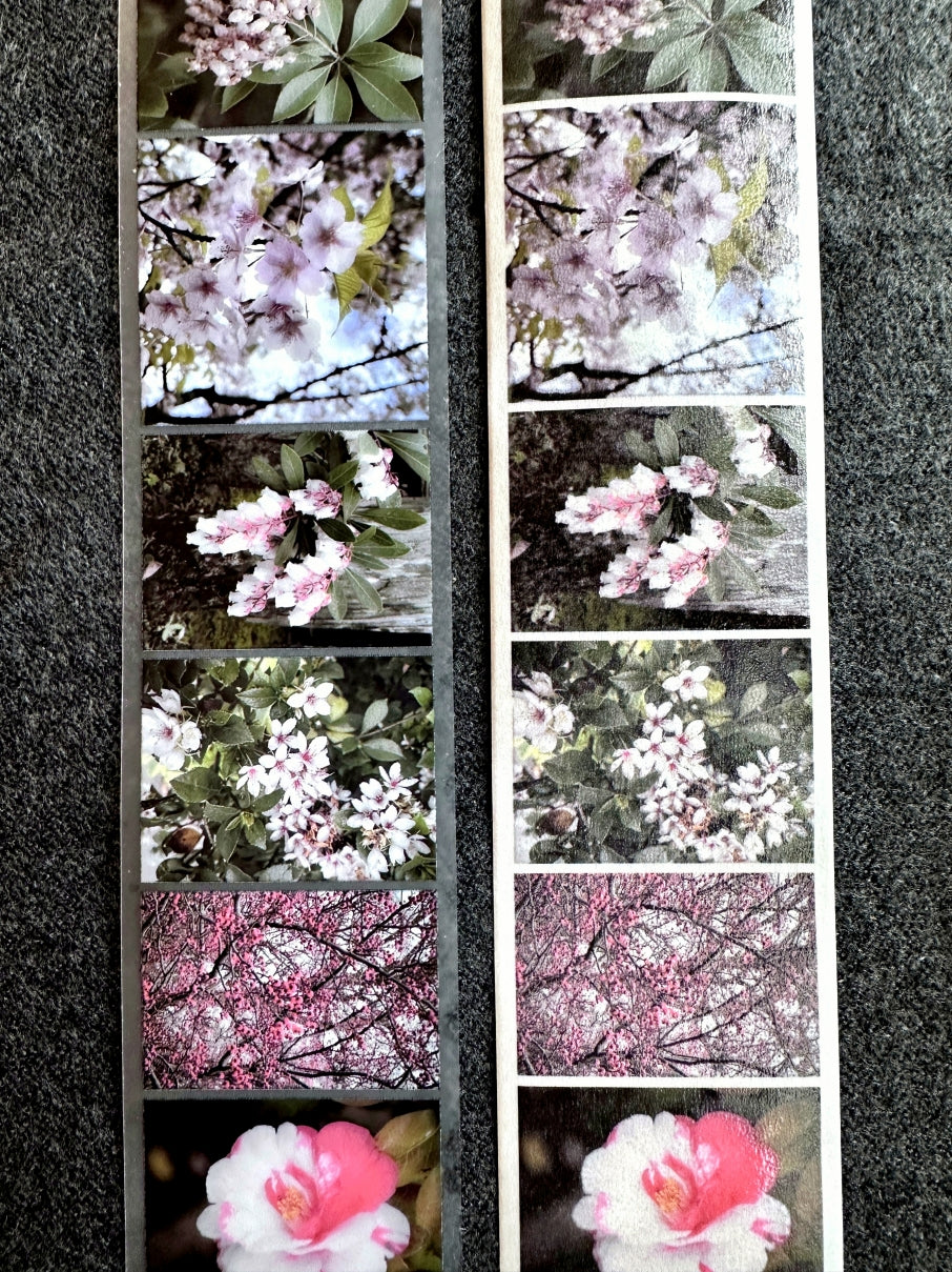 Lin Chia Ning - Journey Flower PET tape & Washi tape (200 cm) SAMPLES