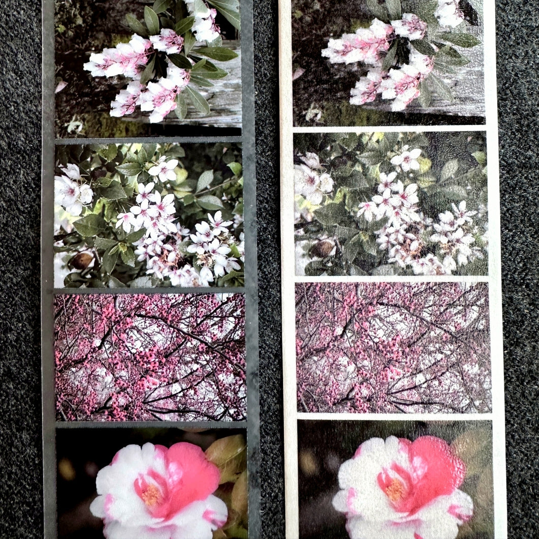 Lin Chia Ning - Journey Flower PET tape & Washi tape (200 cm) SAMPLES