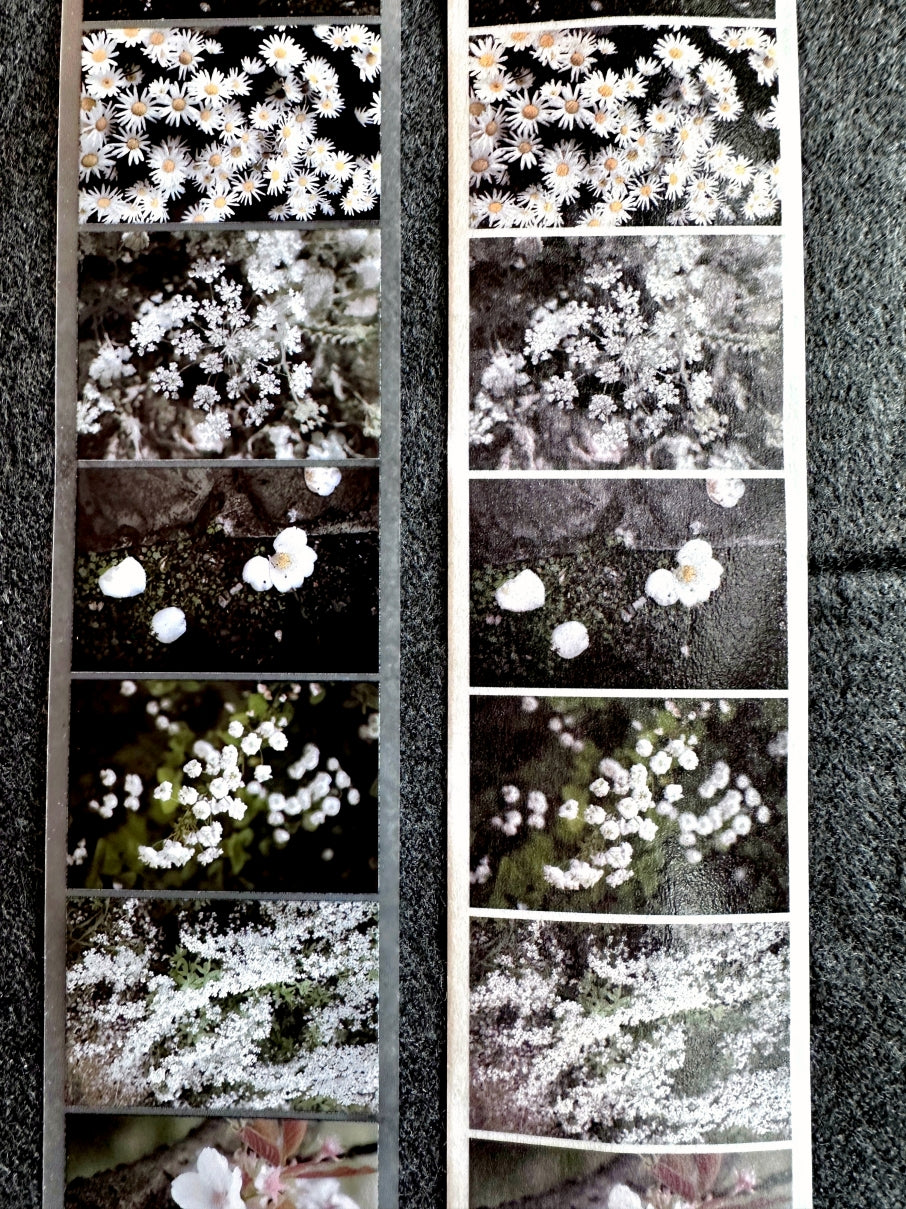 Lin Chia Ning - Journey Flower PET tape & Washi tape (200 cm) SAMPLES