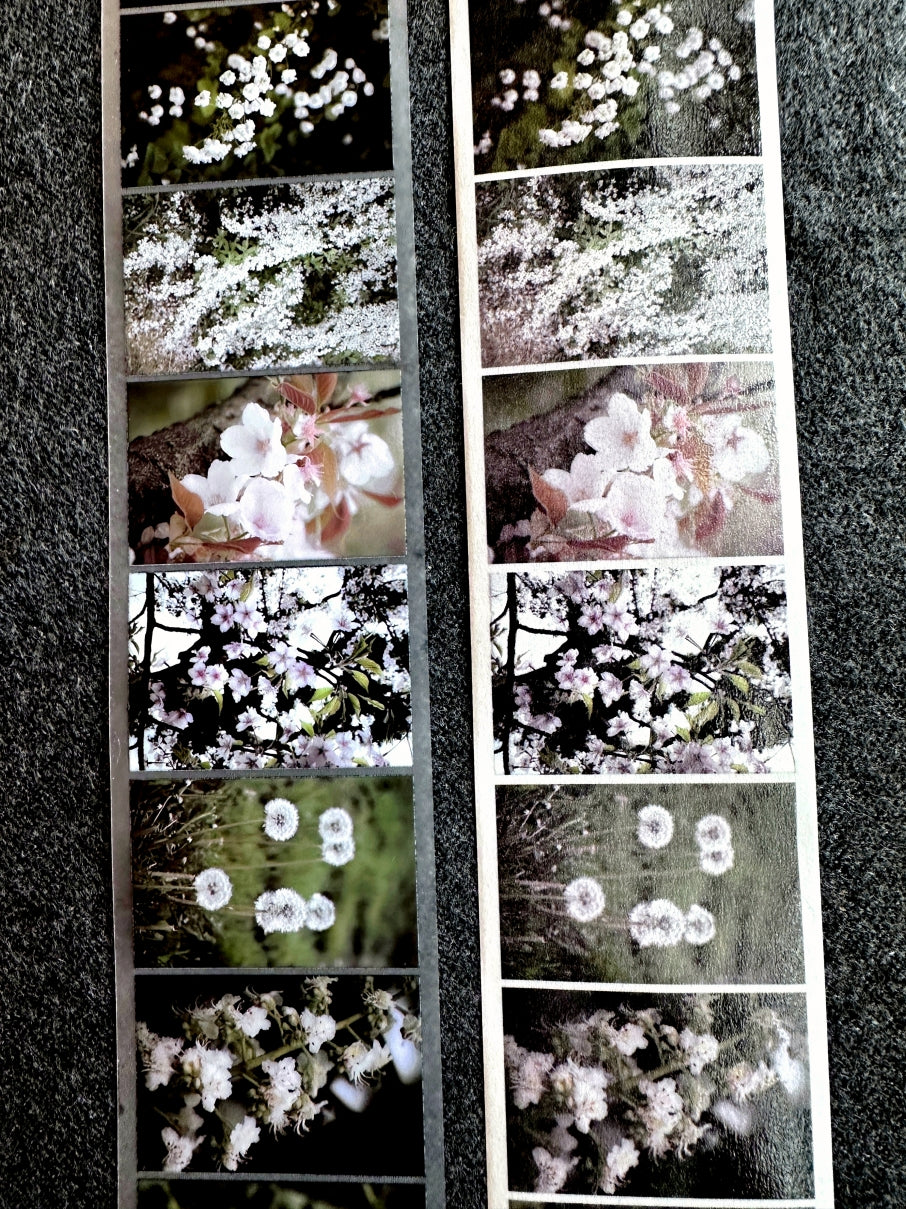 Lin Chia Ning - Journey Flower PET tape & Washi tape (200 cm) SAMPLES