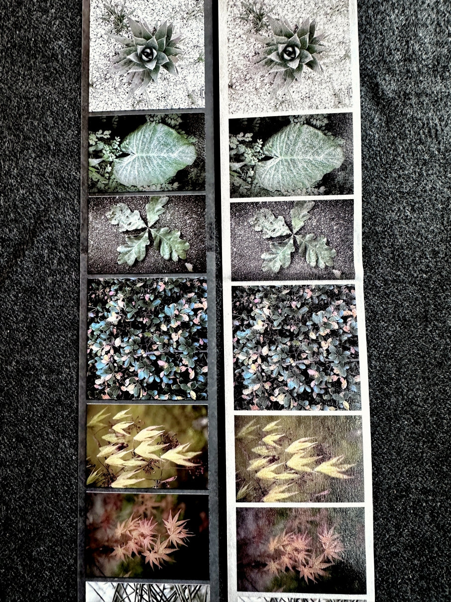 Lin Chia Ning - Journey Leaf PET tape & Washi tape (200 cm) SAMPLES