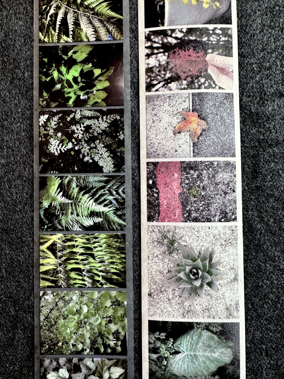Lin Chia Ning - Journey Leaf PET tape & Washi tape (200 cm) SAMPLES