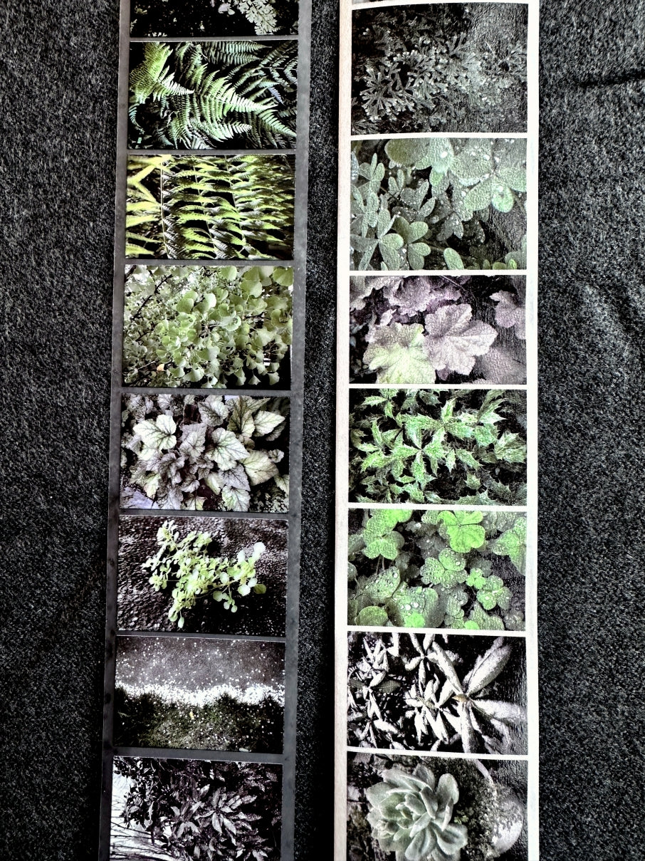 Lin Chia Ning - Journey Leaf PET tape & Washi tape (200 cm) SAMPLES