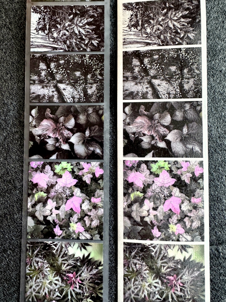 Lin Chia Ning - Journey Leaf PET tape & Washi tape (200 cm) SAMPLES