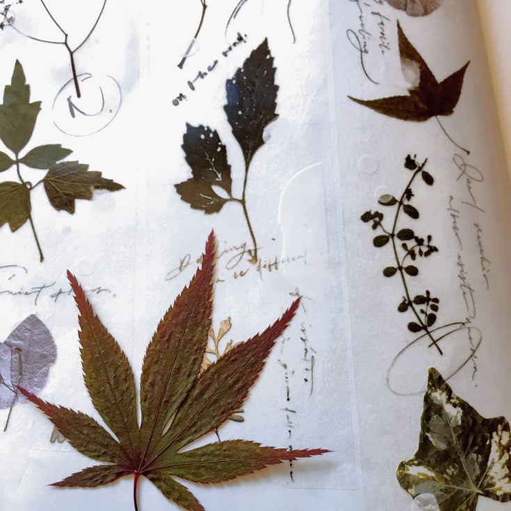 Mr. Eggplants - Old Leaves PET tape SAMPLES
