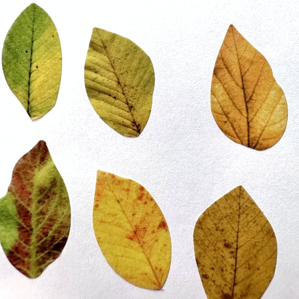 Fall Leaves paper sticker rolls