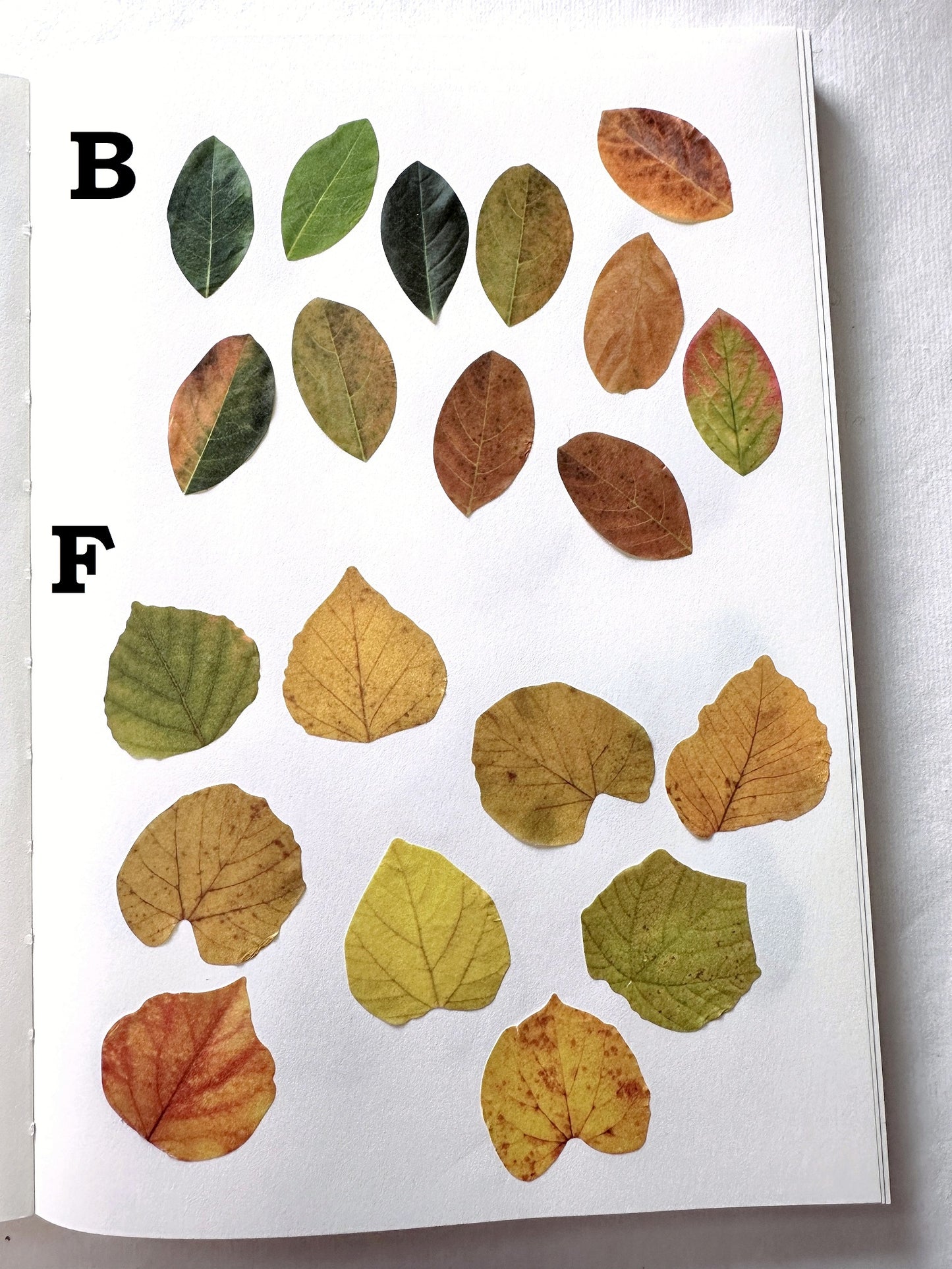 Fall Leaves paper sticker rolls