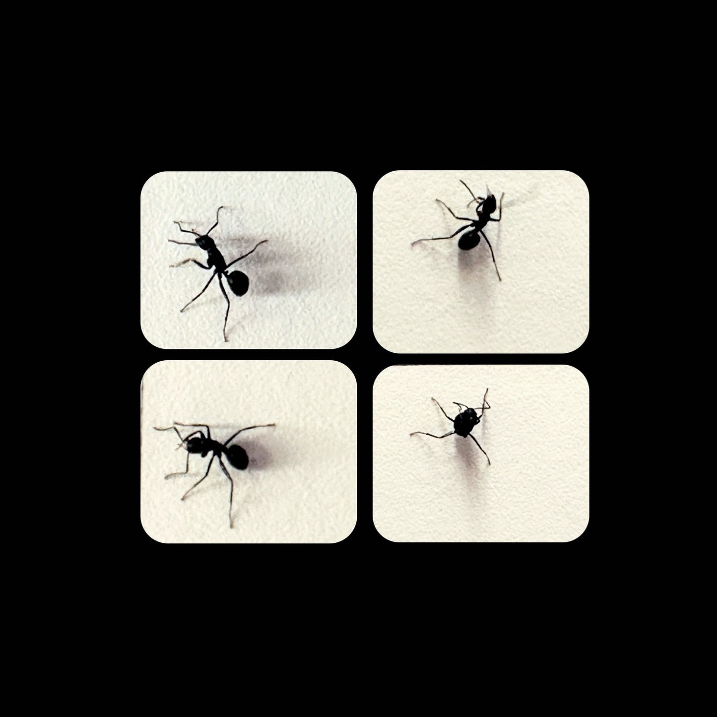 Ants - sticker sheet by TAOthings Studio