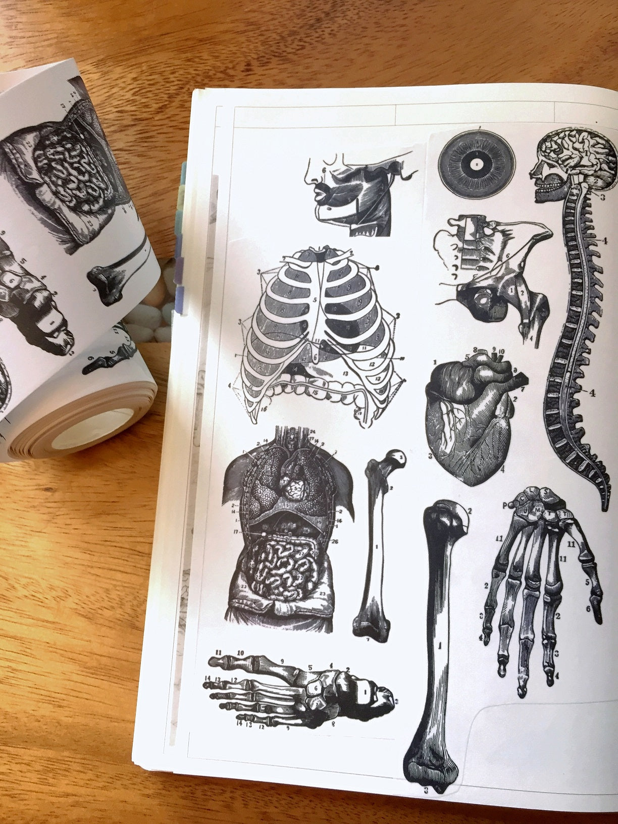 Infeel.Me - vintage medical diagrams 6 cm paper tape SAMPLES