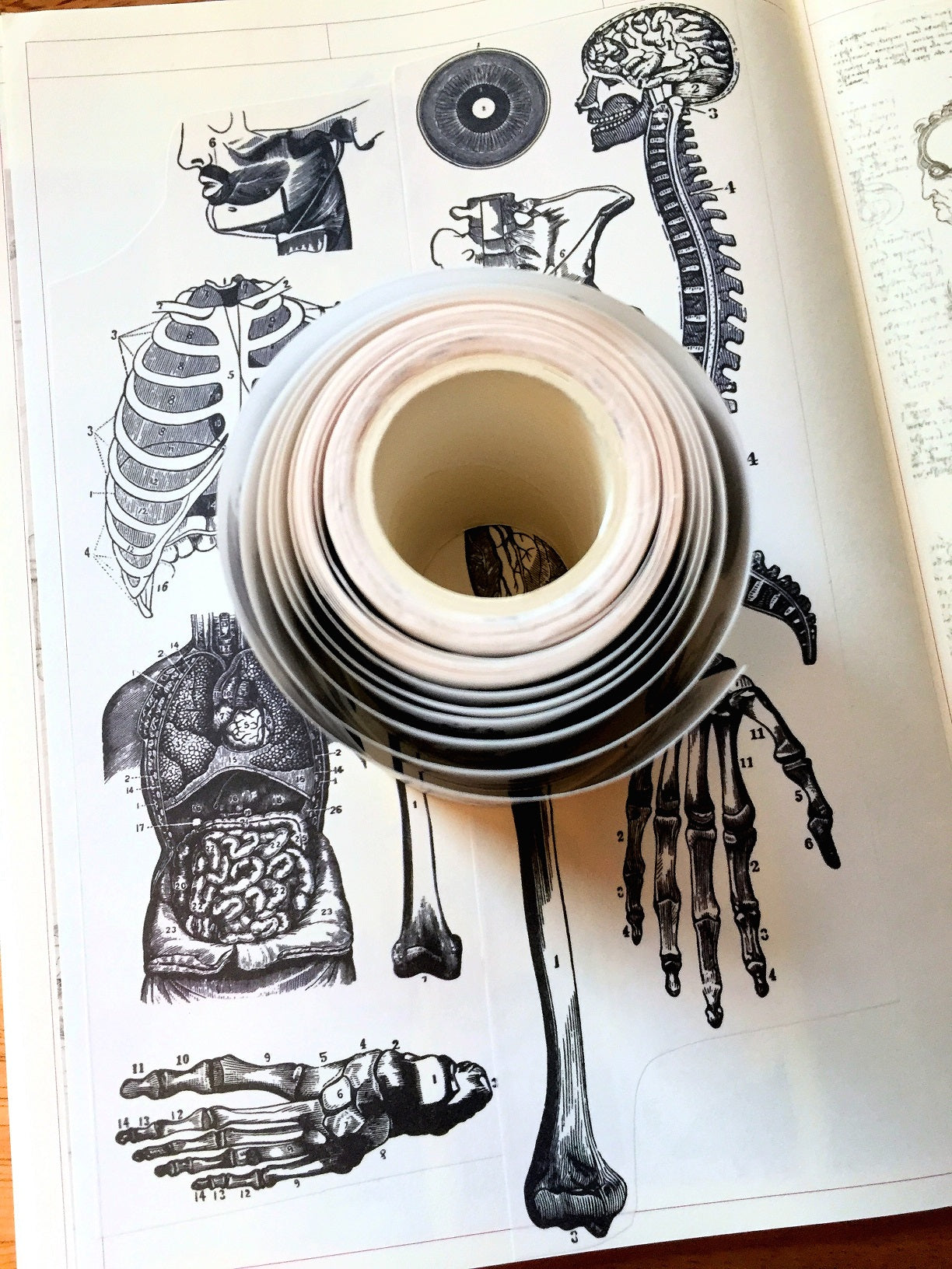 Infeel.Me - vintage medical diagrams 6 cm paper tape SAMPLES