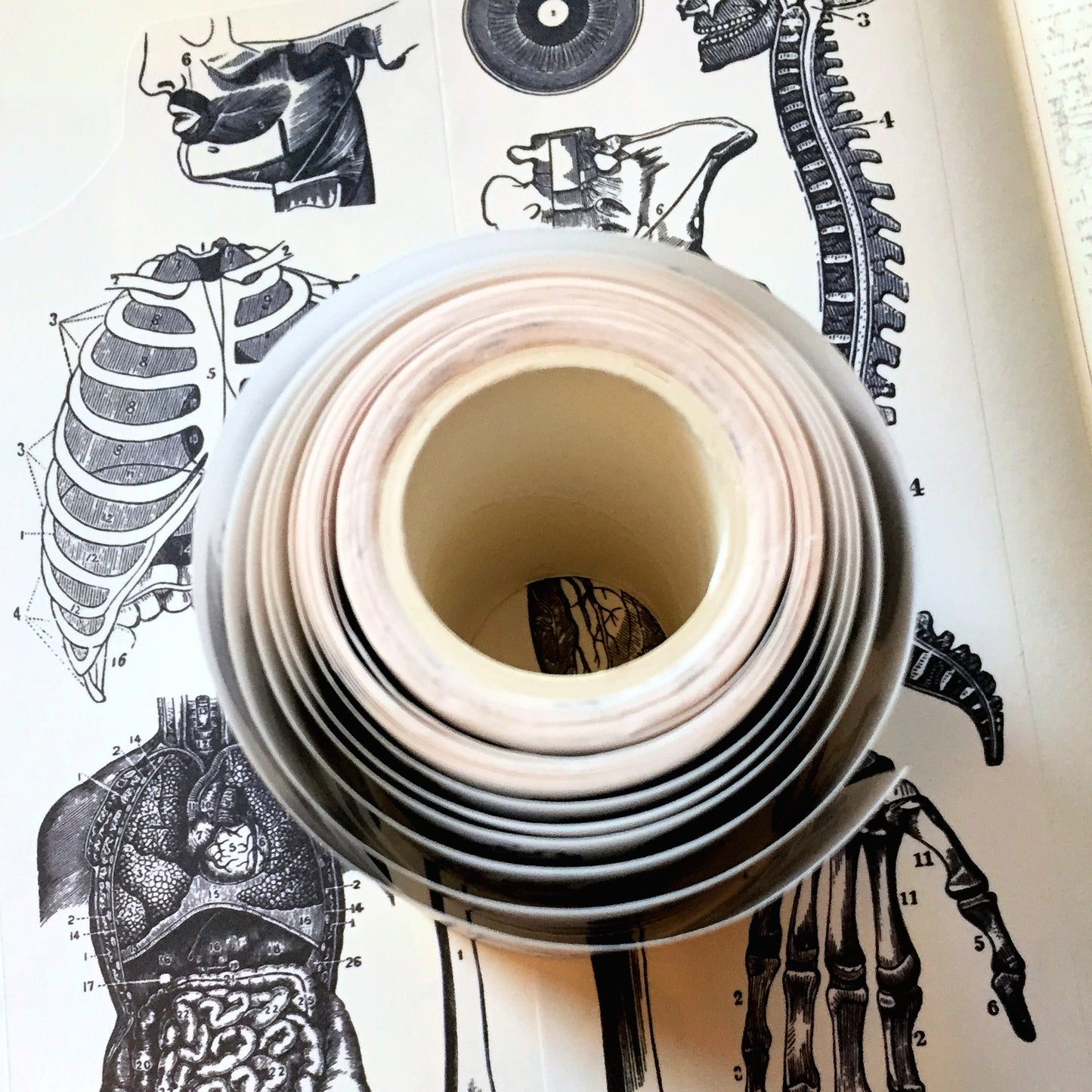 Infeel.Me - vintage medical diagrams 6 cm paper tape SAMPLES