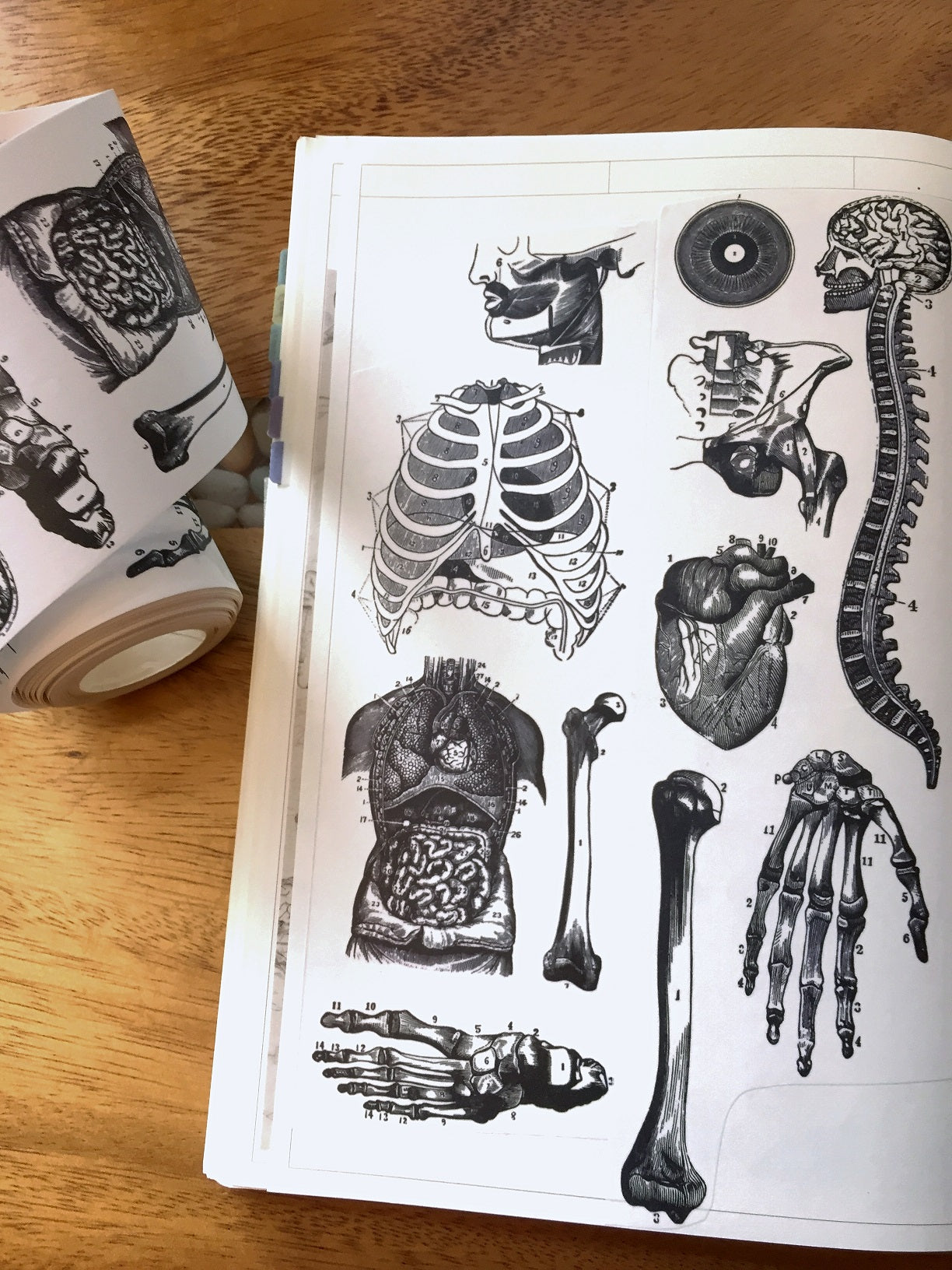 Infeel.Me - vintage medical diagrams 6 cm paper tape SAMPLES