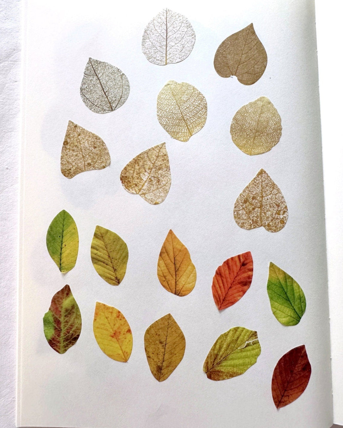 Fall Leaves paper sticker rolls