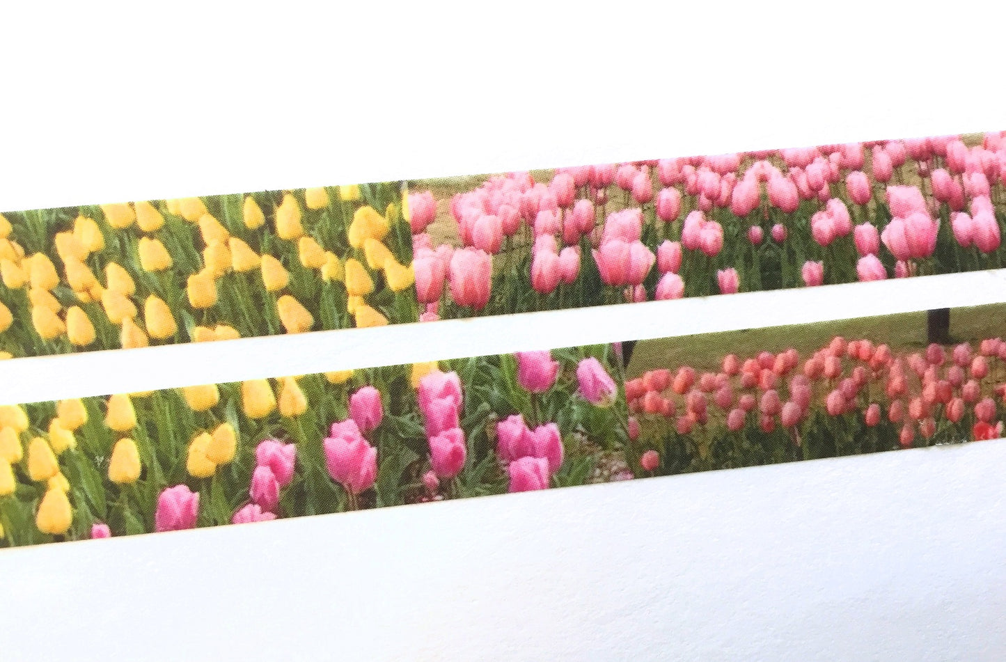 p.palette - Tulips washi tape SAMPLES